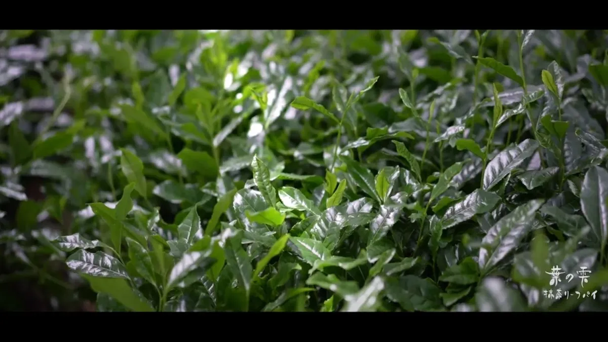 葉の雫 PR動画